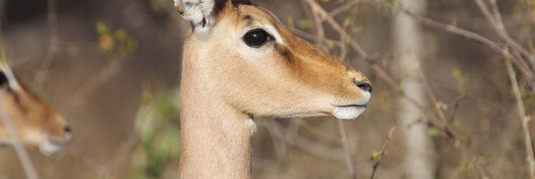 3-Day Kruger Hop Big 5 Tented Bushcamp Safari