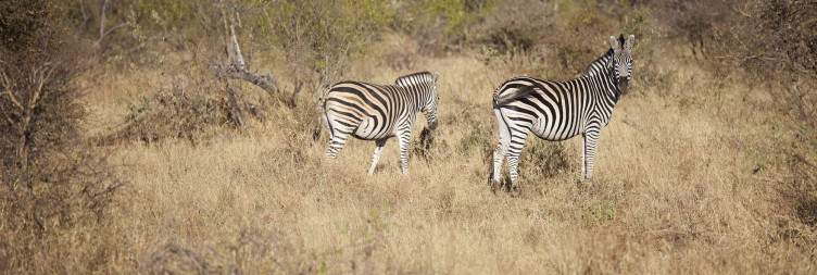 OR Tambo International Airport to Balule Private Nature Reserve