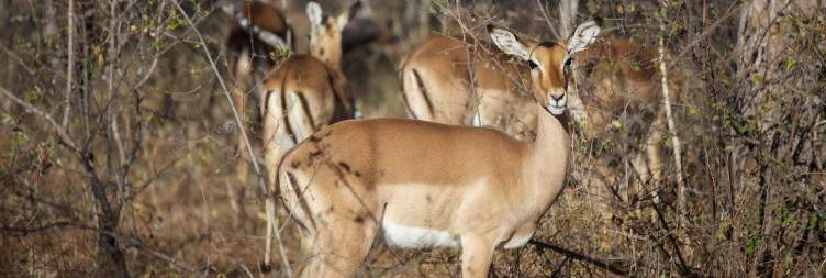 Explore the Wilderness and Spot Wildlife in Olifants West Nature Reserve