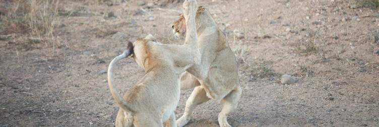 Check in at Nyala Safari Lodge