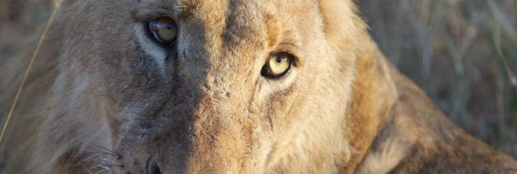 7-Day Midrange Kruger and Victoria Falls Package