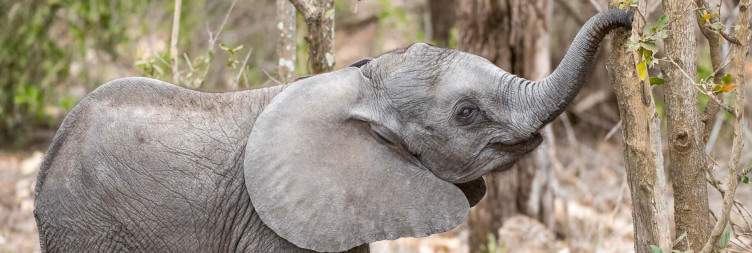 Bush Walk & Afternoon Game Drive