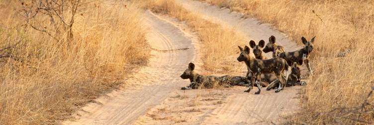 Visit part of the unfenced Greater Kruger