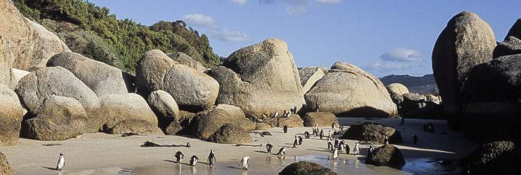 Cape Peninsula Adventure