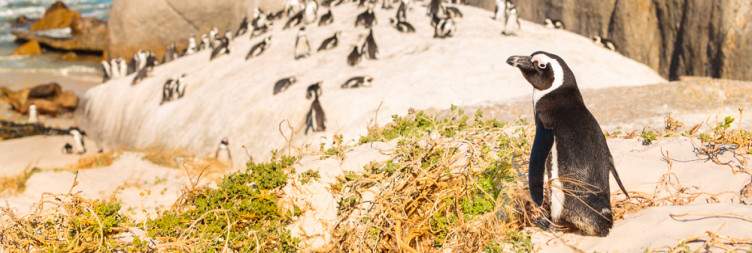 Cape Peninsula Tour