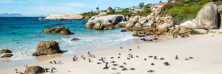 Cape Peninsula Tour