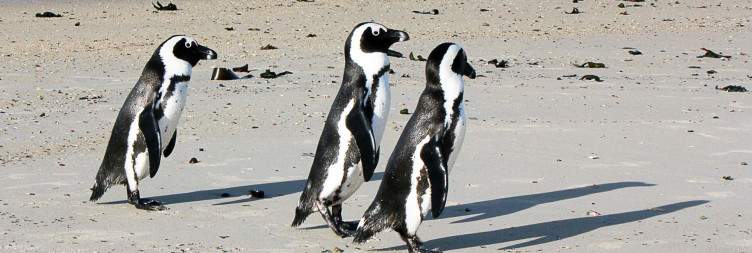 Cape Town - Peninsula & Penguins
