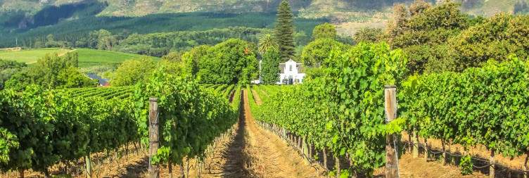 Cape Winelands Tour