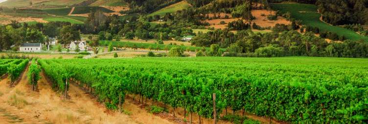 Cape Winelands Tour
