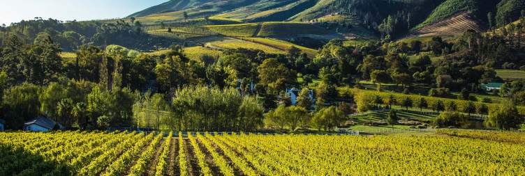 Morning Safari & Scenic Winelands Route