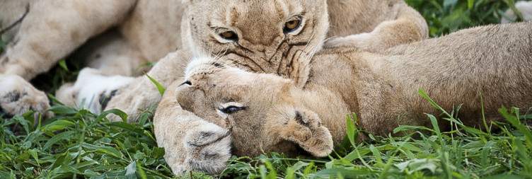 4-Day Budget Kruger Glamping Safari in Kruger Park