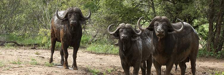 4-Day Kruger Island Luxury Safari