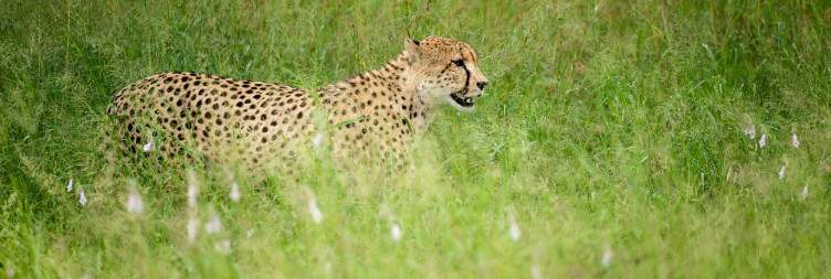 Kruger Park Open Vehicle Game Drive