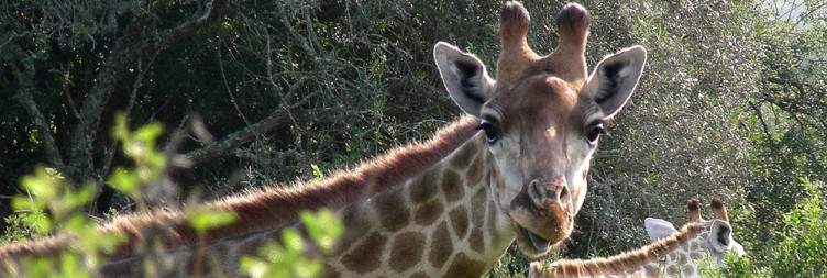 5-Day Budget Kruger Glamping Safari in Kruger Park