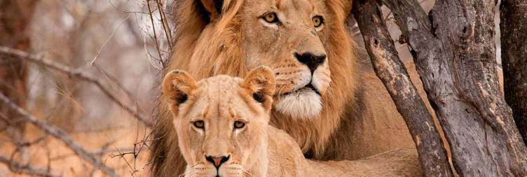 3-Day Ivory Moon Luxury Safari Camp in the Kruger