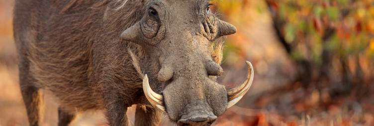 3-Day Budget Kruger Glamping Safari in Kruger Park