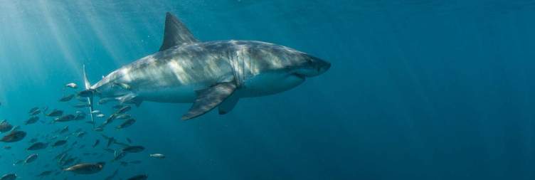 Shark Cage Diving