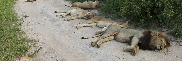 5-Day Kruger & Panorama Safari