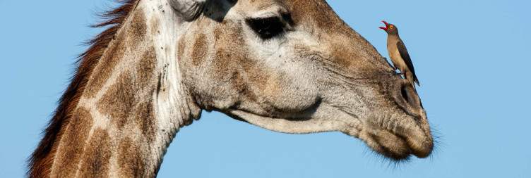 Greater Kruger National Park