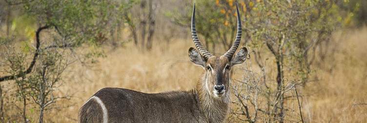 Transfer & Sunset Safari Adventure