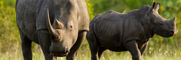 4-Day Kubu Safari Lodge Safari