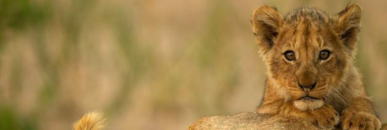 Shuttle to Makuwa Safari Lodge & Afternoon Bush Walk