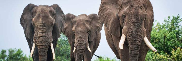 Greater Kruger National Park