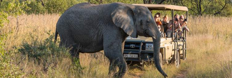 Safari – Dawn and Wildlife