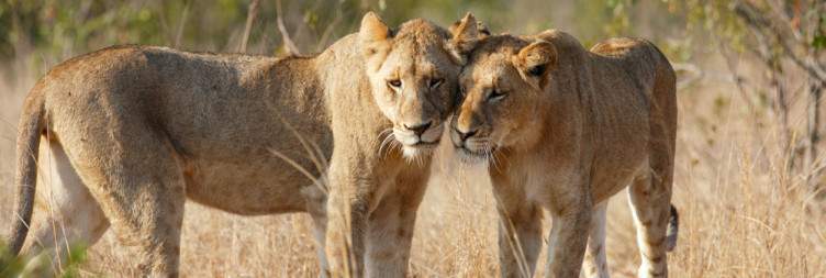4-Day Luxury Kruger NP & Khaya Ndlovu Manor House Safari