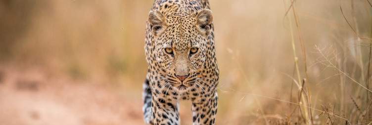 Johannesburg to Greater Kruger