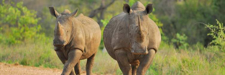 4-Day Sabi Sands Umkumbe Bush Lodge Safari