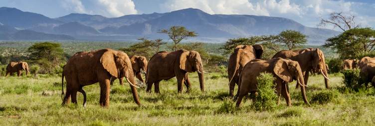 Travel to Dumela & Sunset Game Drive