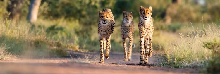 Full-Day Safari in the Kruger National Park