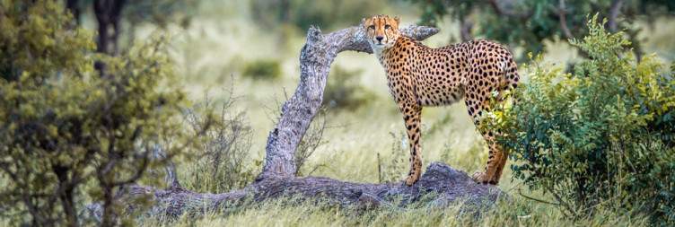 Cape Town to Kruger