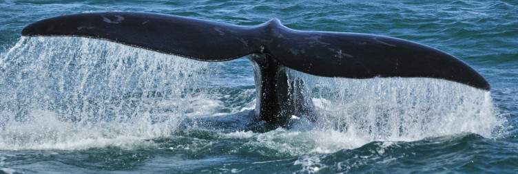 Road Trip to the Whale Route