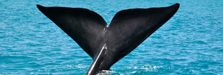 Activities in Hermanus
