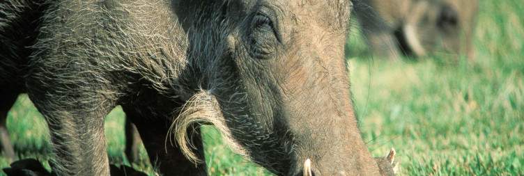 7-Day Classic Kwa-Zulu Natal Bush & Beach Safari
