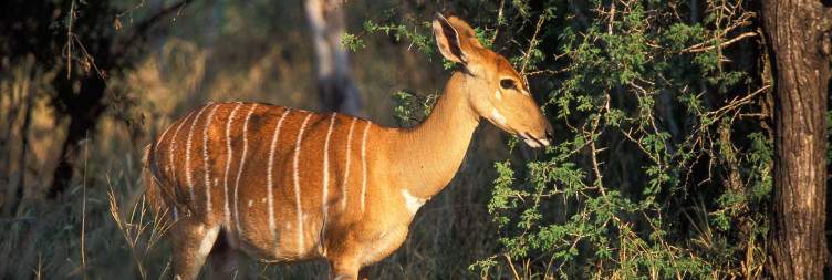 Hluhluwe-iMfolozi Game Reserve