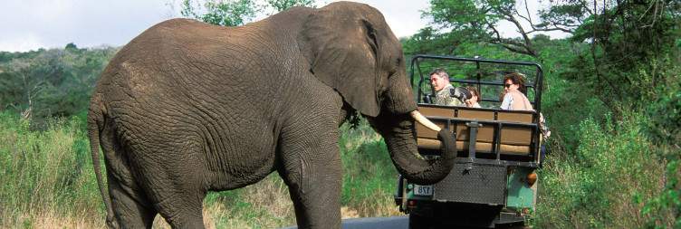 Explore Hluhluwe-Imfolozi Game Reserve