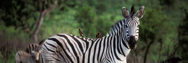 Durban to Hluhluwe-iMfolozi Game Reserve
