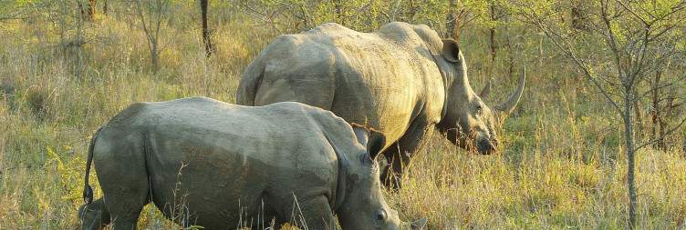 Arrive in Hluhluwe-Imfolozi Game Reserve