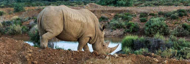 Transfer from Cape Town & Evening Safari