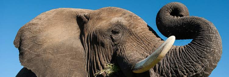 3-Day Kapama Karula Camp Fly-in Safari from Johannesburg
