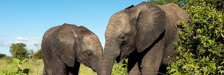 Morning & Afternoon Safari in Kapama Reserve