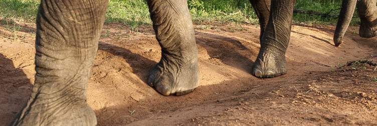 3-Day Kapama Buffalo Camp Fly-in Safari from Cape Town