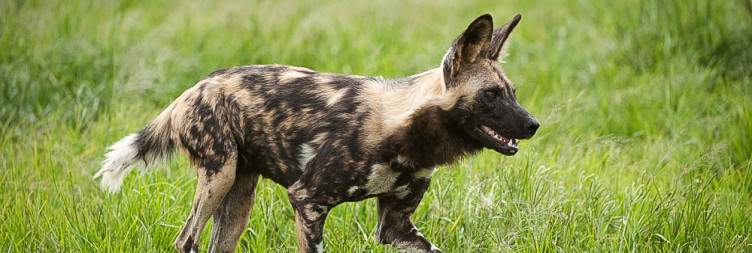 Kapama Private Game Reserve