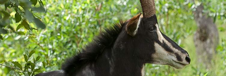 3-Day Kapama River Camp Fly-in Safari from Cape Town