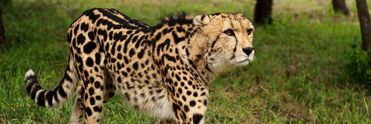 4-Day Kapama Southern Fly-in Safari from Johannesburg