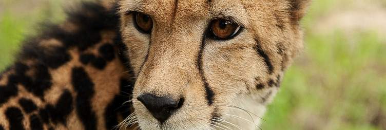 2-Day Kapama Southern Camp Fly-in Safari from Cape Town