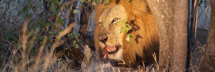 Journey to Greater Kruger National Park